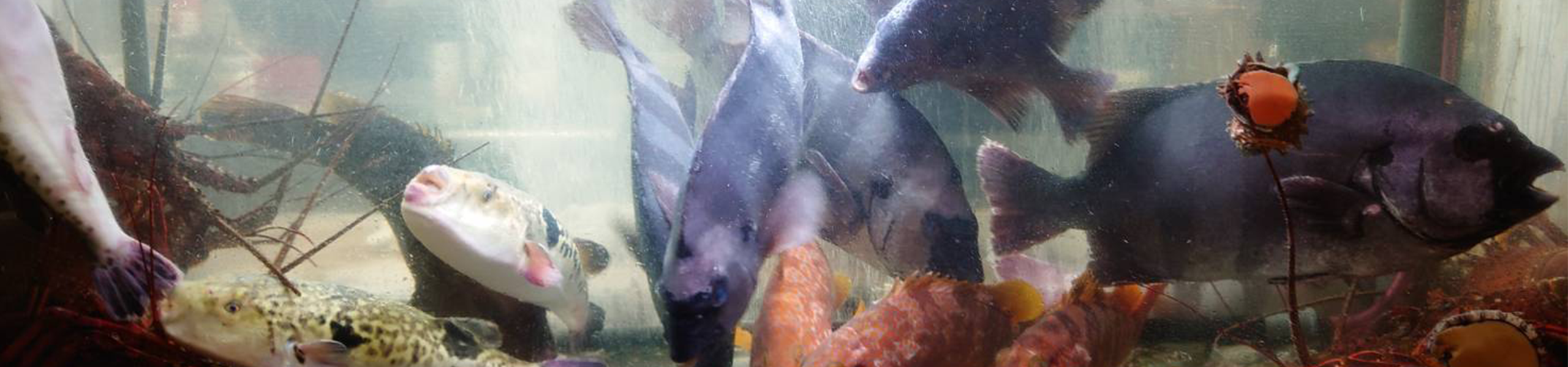 にぎり塚本鮮魚店の店内水槽にいる魚